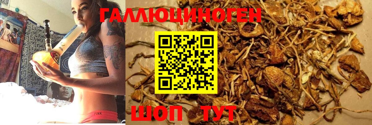 Галлюциногенные грибы Cubensis Шелехов